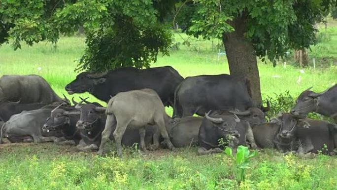 4k牛群在草场吃食物。