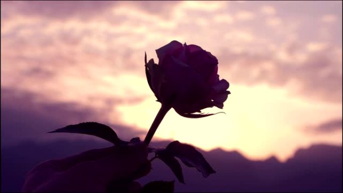 日落时手捧玫瑰情绪素材情感素材玫瑰花夕阳