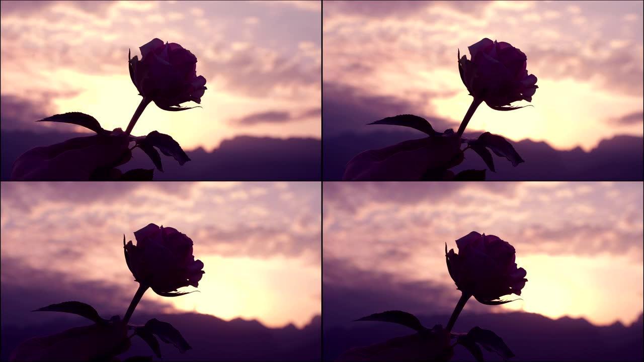 日落时手捧玫瑰情绪素材情感素材玫瑰花夕阳