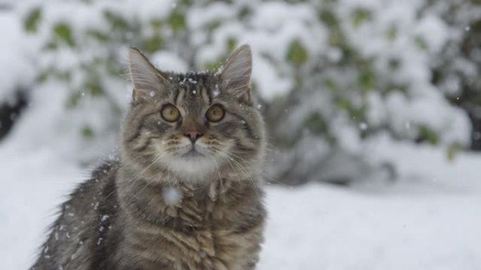 特写: 毛茸茸的小猫被从天而降的雪花迷住了。