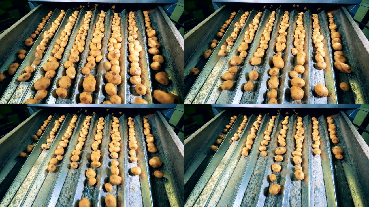 在工厂的移动输送机上分类的干净土豆。