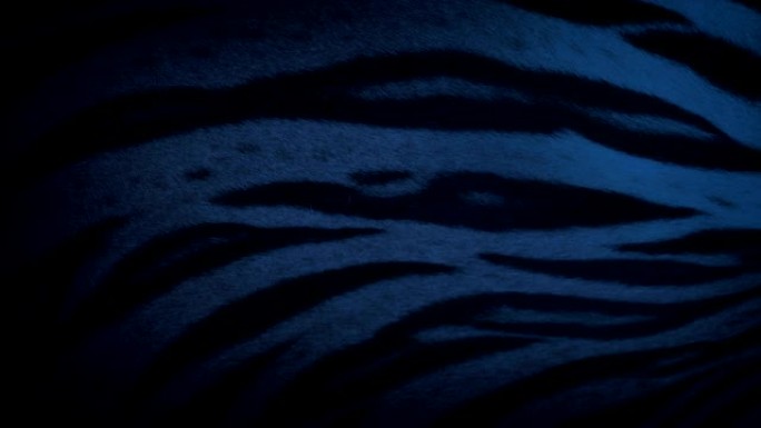 老虎在晚上睡觉的身体细节