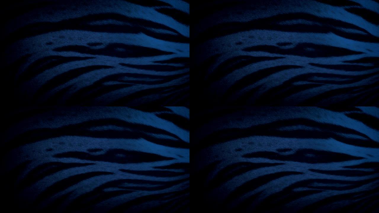 老虎在晚上睡觉的身体细节