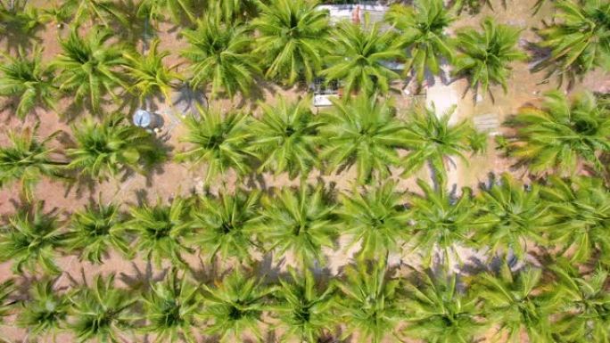 飞越椰子树的均匀行和种植园。空中4k镜头