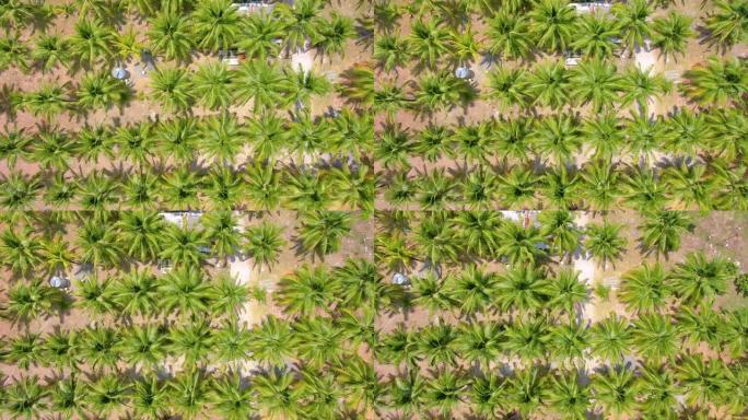 飞越椰子树的均匀行和种植园。空中4k镜头