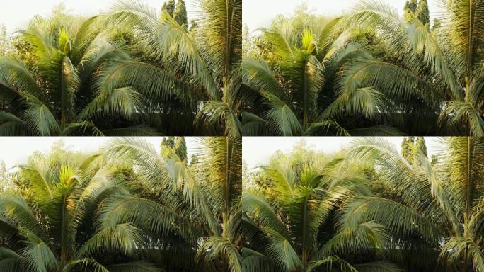 泰国椰子树的4k镜头