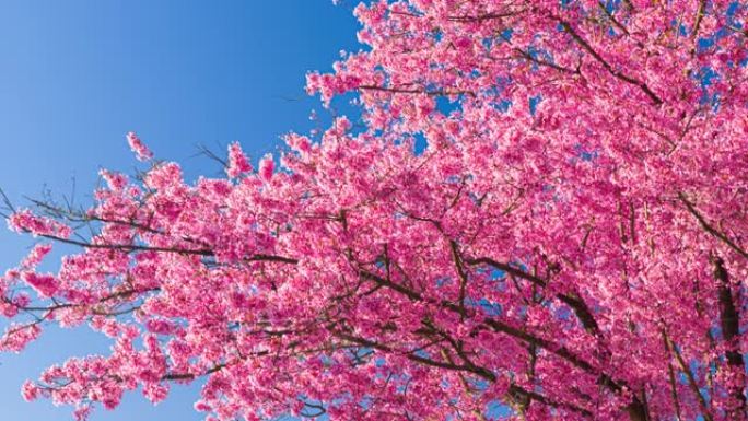 春天的粉红色樱花空镜头春暖花开赏花