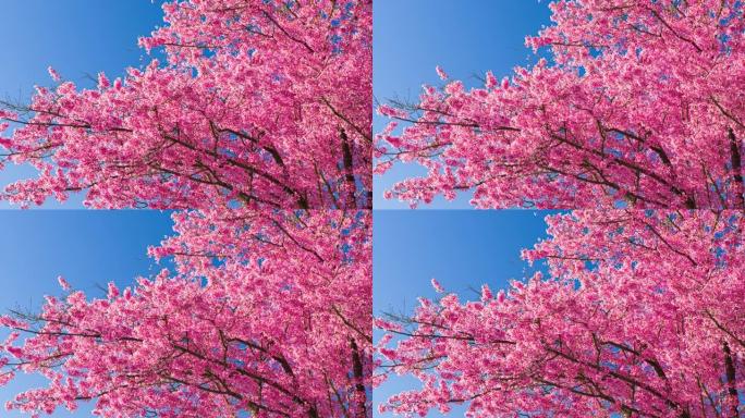 春天的粉红色樱花空镜头春暖花开赏花