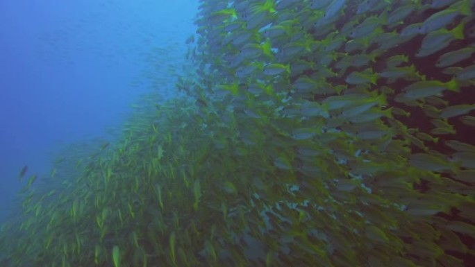 水下照片的一组数以百万计的不同颜色的鱼，在一个包游泳，就像一个大家庭。
