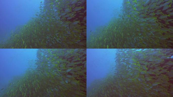 水下照片的一组数以百万计的不同颜色的鱼，在一个包游泳，就像一个大家庭。