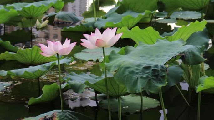 池塘里的粉红色莲花