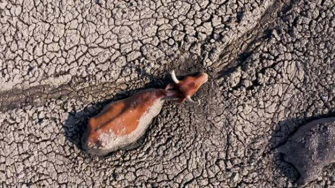 博茨瓦纳奥卡万戈三角洲，由于干旱和气候变化，一头牛从干燥的恩加米湖淹死在浓泥中的直线鸟瞰图