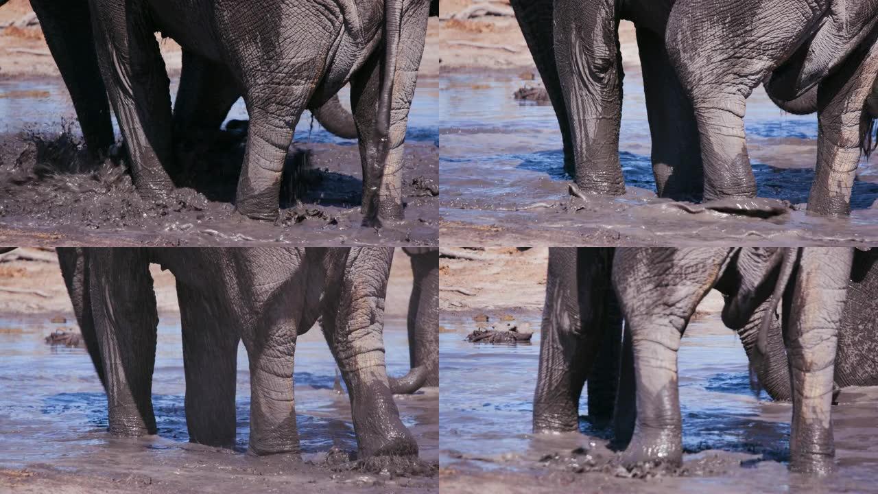 博茨瓦纳，一只大象在水坑里溅起泥土的4k特写视图