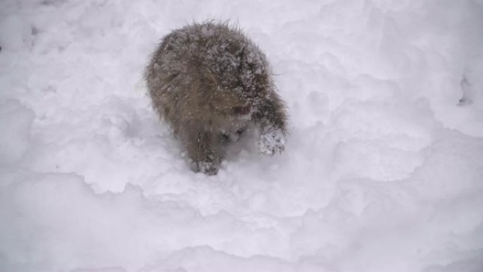 冬季，日本长野的日本猕猴或雪猴与温泉在雪猴公园或jigokudaani Yaen-Koen