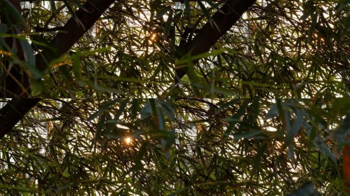 傍晚时间竹树和太阳耀斑的4k DCI镜头
