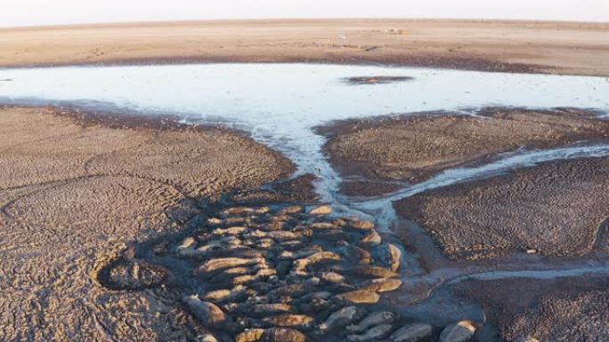 空中飞越一群绝望的河马，由于干旱和气候变化，他们在纳加米湖干涸的剩余泥浆中寻求庇护，一些人死了，博茨