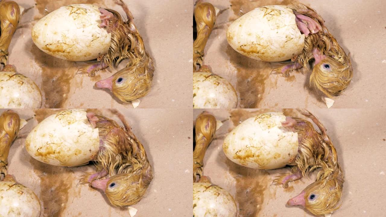 一只小鸭子从蛋壳上爬出来，特写。
