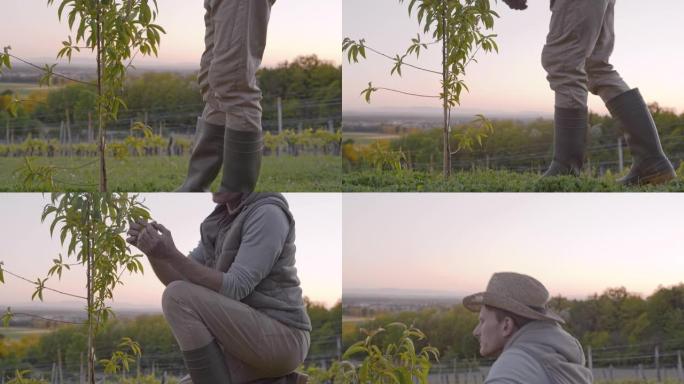 MS男性农民检查在农村山坡上生长的年轻桃树