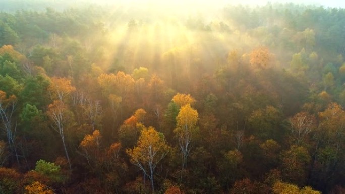 欧洲秋季混合森林。在雾蒙蒙的日出中飞越美丽的色彩秋天的树木。阳光穿透树木。鸟瞰图