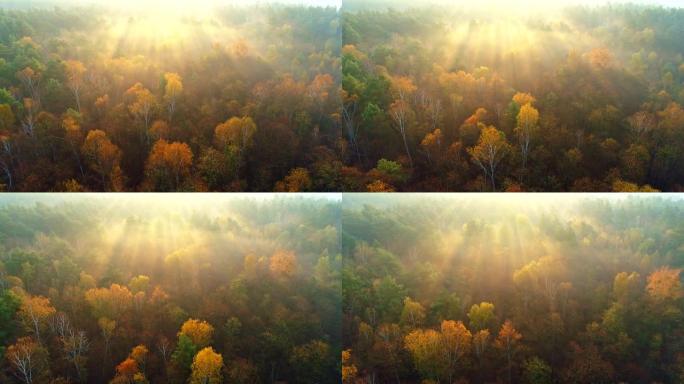 欧洲秋季混合森林。在雾蒙蒙的日出中飞越美丽的色彩秋天的树木。阳光穿透树木。鸟瞰图