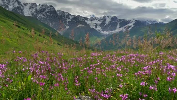 格鲁吉亚的高加索山脉和紫色野花。万向节射击。4K, UHD