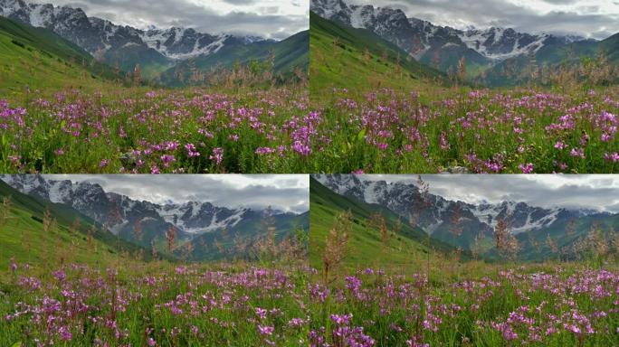 格鲁吉亚的高加索山脉和紫色野花。万向节射击。4K, UHD