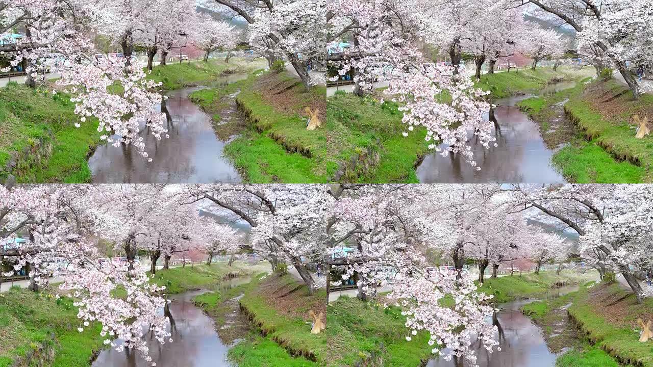 东京的樱花公园