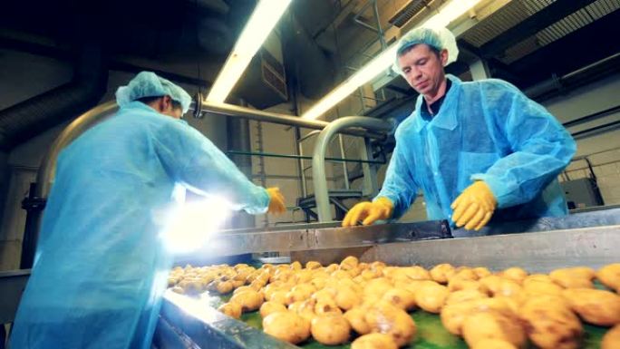 人们在一家食品工厂的现代输送机上切土豆。