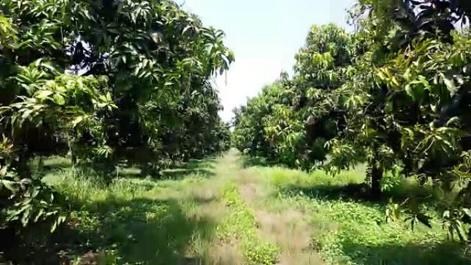 泰国的芒果农场穿越树林科学养植精心呵护