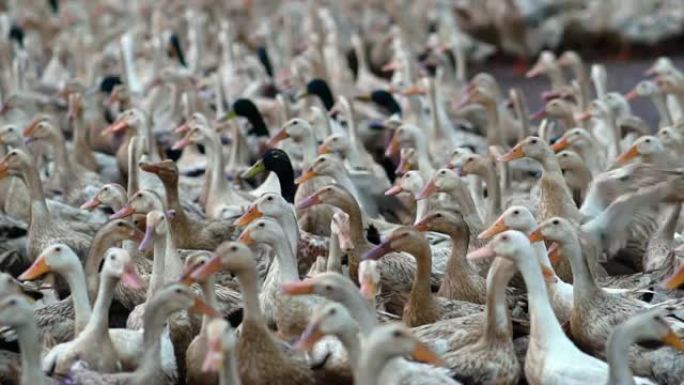 在农场，行为和家畜概念中行走和移动的巨大鸭子群的4k慢动作镜头