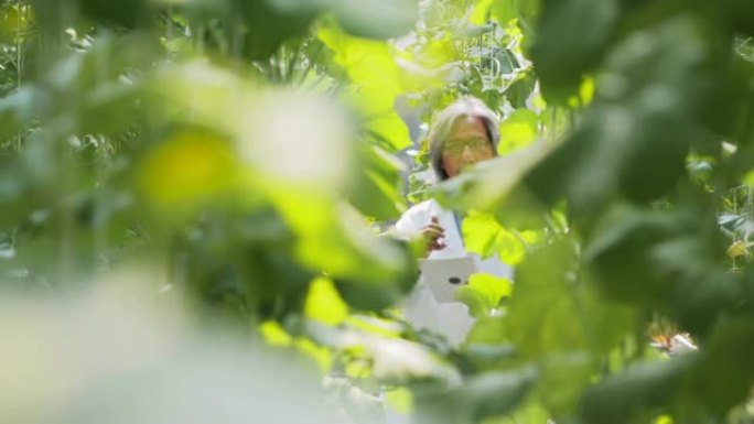 白大衣高级农艺师用平板电脑监督温室幼苗的生长。植物护理和保护概念。行业4.0