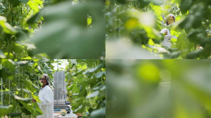 白大衣高级农艺师用平板电脑监督温室幼苗的生长。植物护理和保护概念。行业4.0