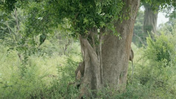 斯里兰卡猴子在树上玩耍
