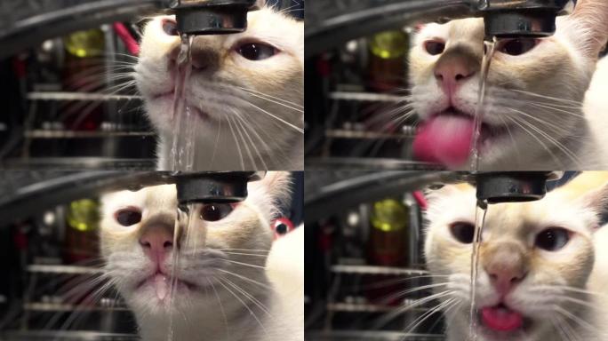 White Cat Drinking Water From The Kitchen Faucet. 