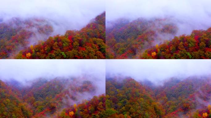 日本的鸟瞰图秋天红松林