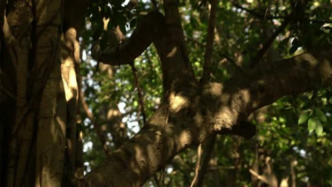 森林中大藤树根的4k镜头。