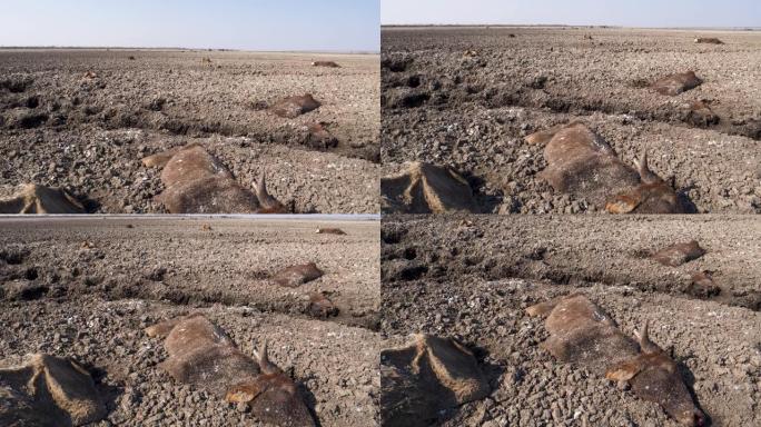 空中倾斜特写镜头，一头母牛最后一口气，由于干旱和气候变化，被干燥的恩加米湖上的尸体包围，博茨瓦纳奥卡
