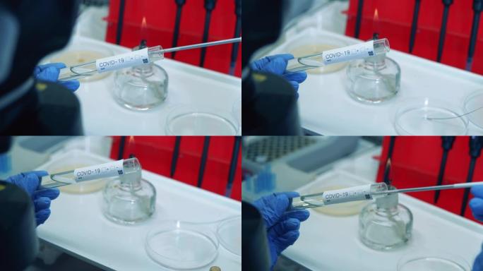 实验室工作人员用液体填充管子。冠状病毒，新型冠状病毒肺炎，2019-ncov药物研究概念。