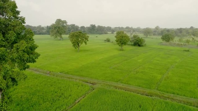 WS郁郁葱葱，乡村绿色景观，斯里兰克