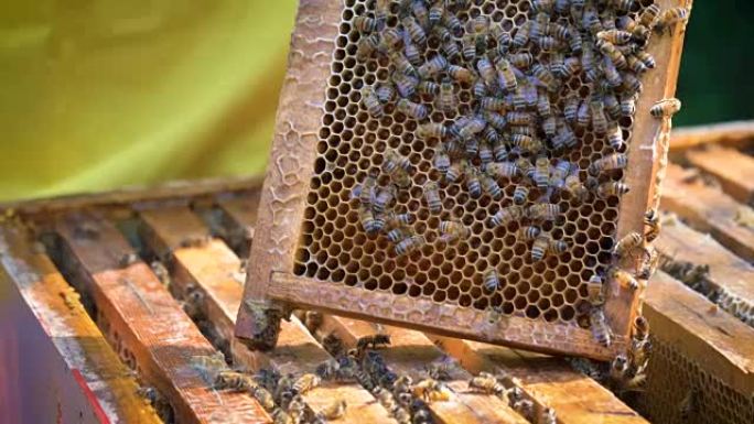 养蜂人在保护养蜂人的野兽中照顾蜜蜂，蜂巢和大量蜂蜜。