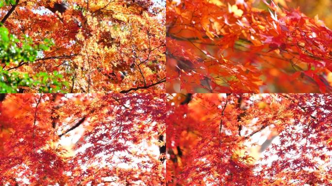 日本秋叶染红植物、枫树、秋叶色、
