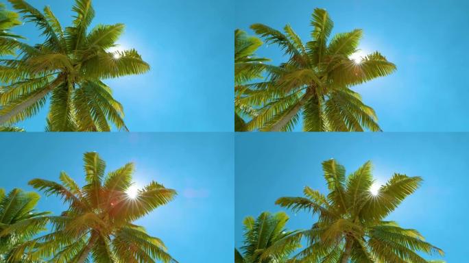 自下而上: 刺眼的阳光透过鲜艳的绿色棕榈树叶子。