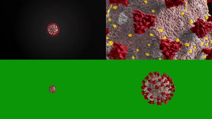 冠状病毒新型冠状病毒肺炎模型飞行到相机极端特写黑底和绿屏。3d动画的2019-ncov电晕病毒特写隔