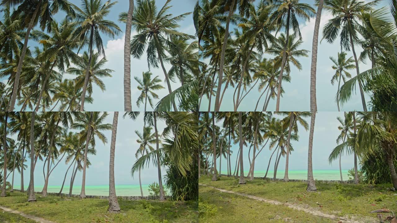 海滩上的SLO MO椰子种植园