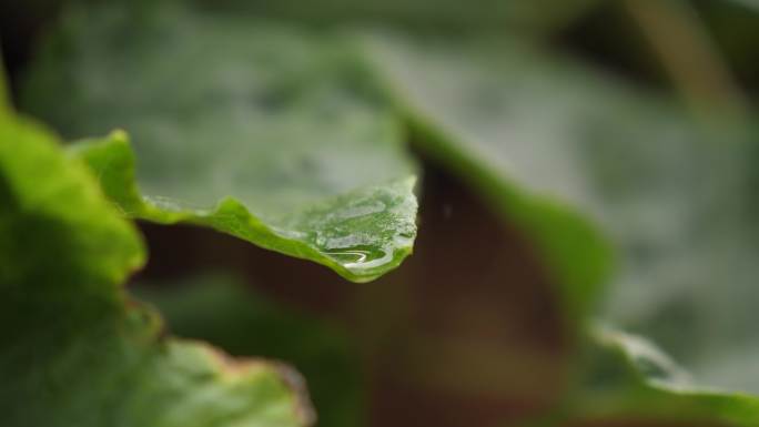 下雨 农村院落 贫困人家