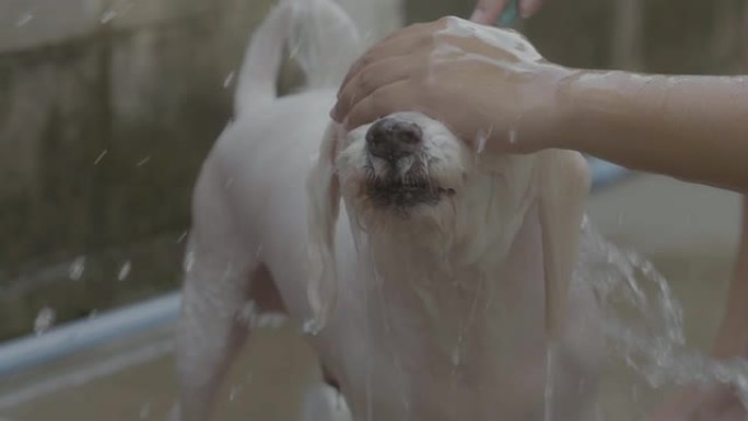 闭眼: 洗澡给狗狗洗澡