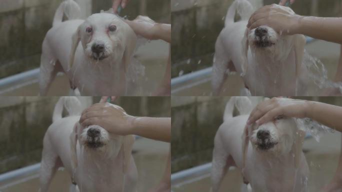 闭眼: 洗澡给狗狗洗澡