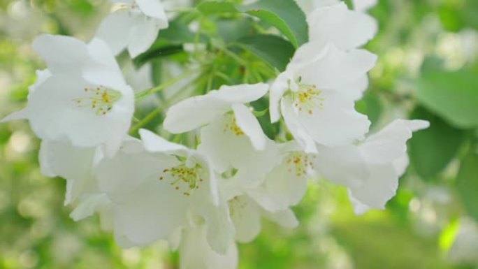 春天的苹果开花。花瓣特写视频素材