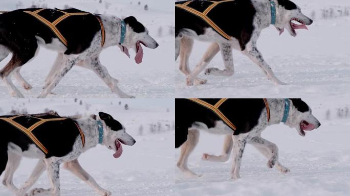 SLO MO LS雪橇犬在雪地里奔跑