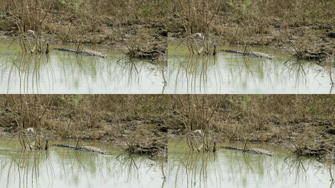 斯里兰卡，鳄鱼躺在水中